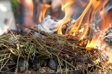 Bowmore Whisky Recipes. Bowmore Pine-Fired Mussels with Spear-Leaved Orache