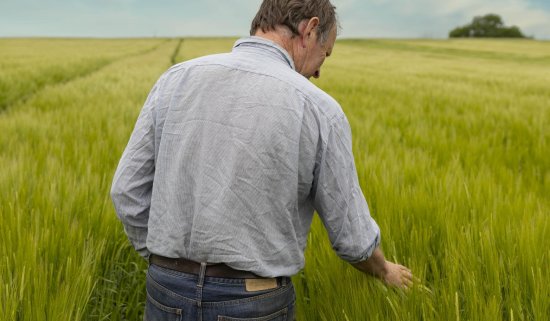 Barley field Barley field