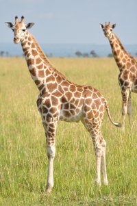 Nubian giraffe Murchison Falls NP Uganda