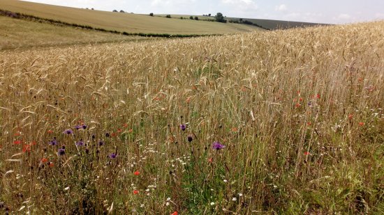 The Oxford Artisan Distillery heritage rye field. The Oxford Artisan Distillery heritage rye field.